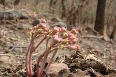 Euphorbia fusiformis